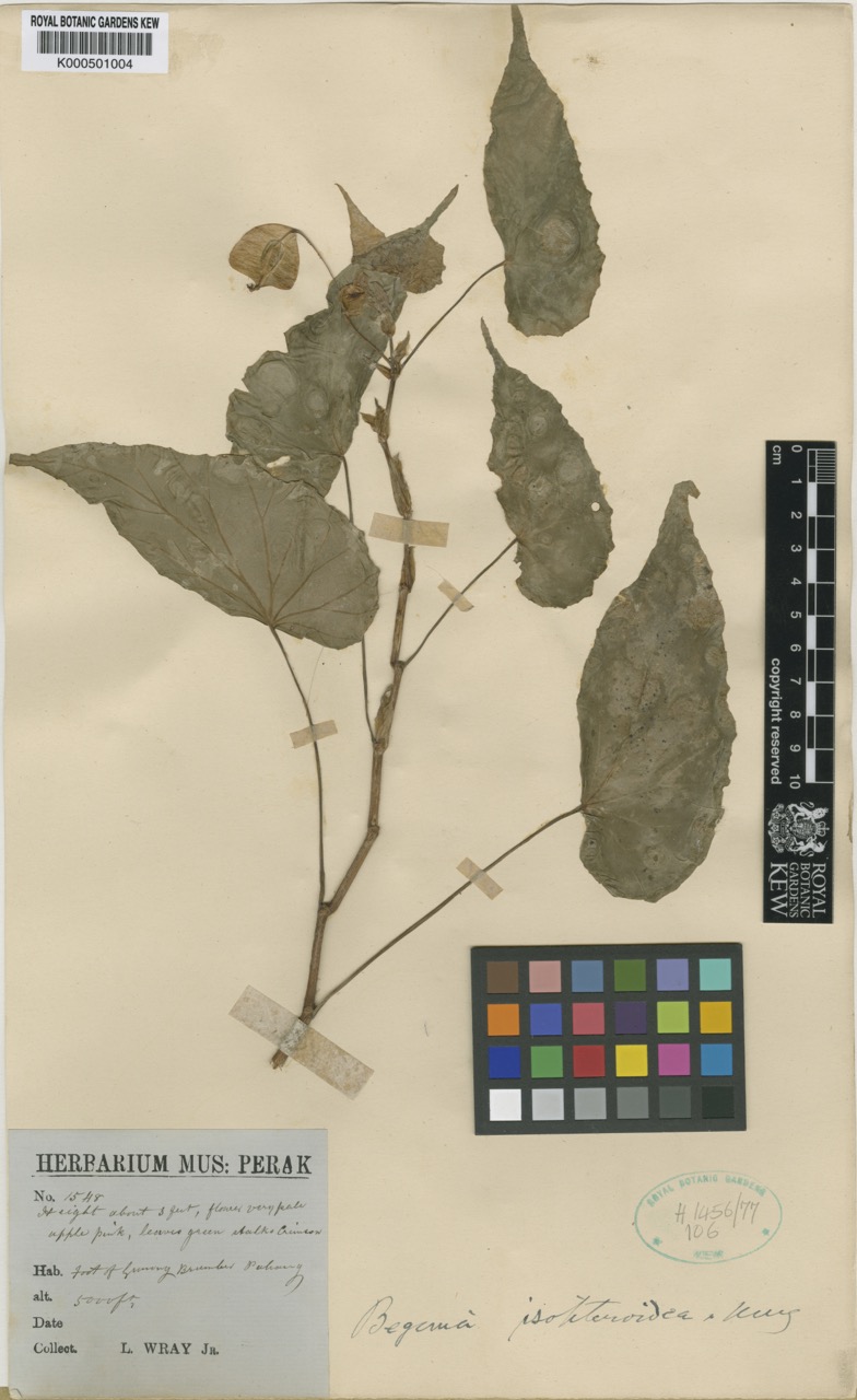 B. isopteroidea